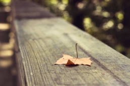 Still life photograph of autumn leaf sitting on fence railing