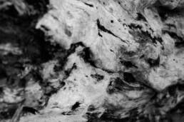 Abstract photograph of the face of a wood stump